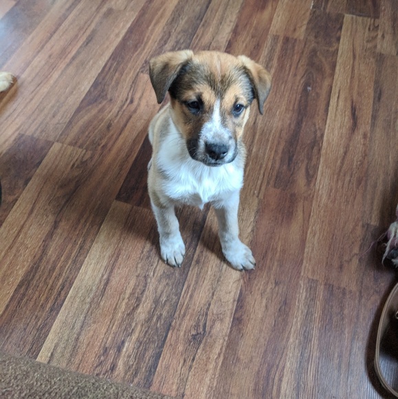 👉Meet your posher👈 Danielle - Picture 3 of 7